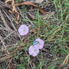 Pollanisus (genus) at Hackett, ACT - 2 Mar 2024