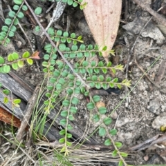 Bossiaea buxifolia (Matted Bossiaea) at QPRC LGA - 2 Mar 2024 by JaneR