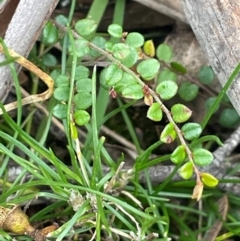 Bossiaea buxifolia at QPRC LGA - 2 Mar 2024