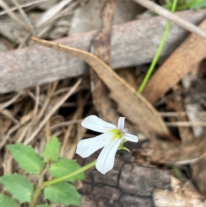 Lobelia purpurascens at QPRC LGA - 2 Mar 2024 03:10 PM