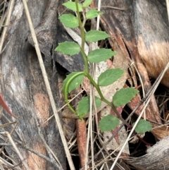 Lobelia purpurascens at QPRC LGA - 2 Mar 2024