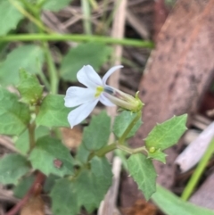 Lobelia purpurascens at QPRC LGA - 2 Mar 2024