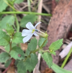 Lobelia purpurascens at QPRC LGA - 2 Mar 2024 03:10 PM