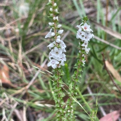 Epacris gunnii (Heath) at QPRC LGA - 2 Mar 2024 by JaneR