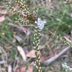 Epacris gunnii at QPRC LGA - 2 Mar 2024