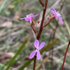 Stylidium graminifolium (Grass Triggerplant) at Ballalaba, NSW - 2 Mar 2024 by JaneR
