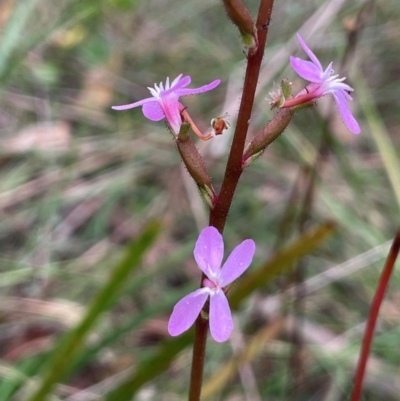 Stylidium graminifolium (grass triggerplant) at QPRC LGA - 2 Mar 2024 by JaneR