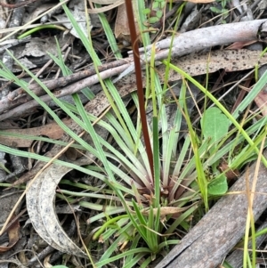 Stylidium graminifolium at QPRC LGA - 2 Mar 2024 03:33 PM