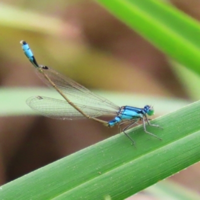 Ischnura heterosticta (Common Bluetail Damselfly) at Stranger Pond - 2 Mar 2024 by RodDeb
