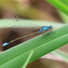 Ischnura heterosticta at Stranger Pond - 2 Mar 2024