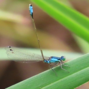 Ischnura heterosticta at Stranger Pond - 2 Mar 2024