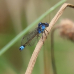 Ischnura heterosticta at Stranger Pond - 2 Mar 2024