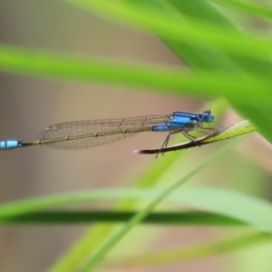 Ischnura heterosticta at Stranger Pond - 2 Mar 2024