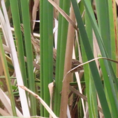 Poodytes gramineus (Little Grassbird) at Bonython, ACT - 2 Mar 2024 by RodDeb