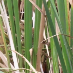 Poodytes gramineus at Stranger Pond - 2 Mar 2024