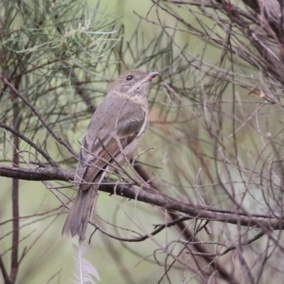 Pachycephala pectoralis (Golden Whistler) at Bonython, ACT - 2 Mar 2024 by RodDeb