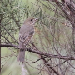 Pachycephala pectoralis at Stranger Pond - 2 Mar 2024 12:27 PM