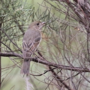 Pachycephala pectoralis at Stranger Pond - 2 Mar 2024 12:27 PM