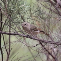 Pachycephala pectoralis at Stranger Pond - 2 Mar 2024