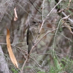 Pachycephala pectoralis at Stranger Pond - 2 Mar 2024 12:27 PM