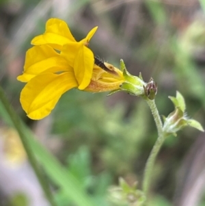 Goodenia bellidifolia subsp. bellidifolia at QPRC LGA - 2 Mar 2024