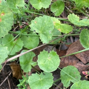 Centella asiatica at QPRC LGA - 2 Mar 2024