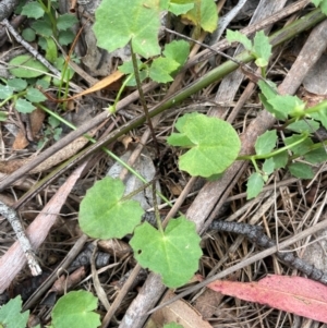 Centella asiatica at QPRC LGA - 2 Mar 2024