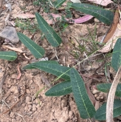 Hardenbergia violacea (False Sarsaparilla) at QPRC LGA - 2 Mar 2024 by JaneR