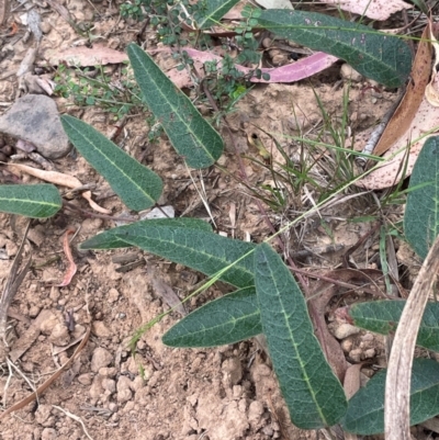 Hardenbergia violacea (False Sarsaparilla) at Majors Creek, NSW - 2 Mar 2024 by JaneR