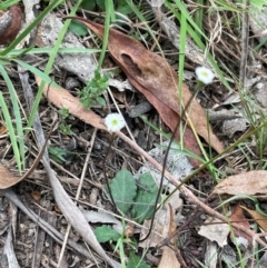 Lagenophora gracilis (Slender Lagenophora) at Ballalaba, NSW - 2 Mar 2024 by JaneR