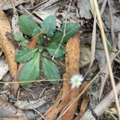 Lagenophora gracilis at QPRC LGA - 2 Mar 2024 03:08 PM