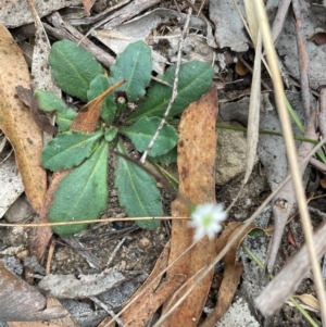 Lagenophora gracilis at QPRC LGA - 2 Mar 2024