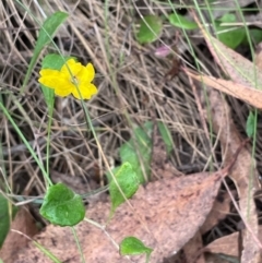 Goodenia hederacea subsp. hederacea (Ivy Goodenia, Forest Goodenia) at QPRC LGA - 2 Mar 2024 by JaneR