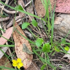 Goodenia hederacea subsp. hederacea at QPRC LGA - 2 Mar 2024 04:26 PM