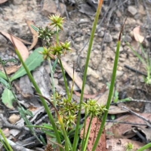 Juncus fockei at QPRC LGA - 2 Mar 2024