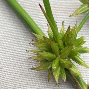 Juncus fockei at QPRC LGA - 2 Mar 2024 02:29 PM