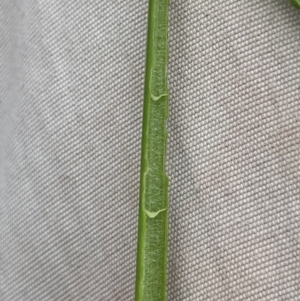 Juncus fockei at QPRC LGA - 2 Mar 2024 02:29 PM