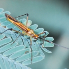 Rayieria acaciae (Acacia-spotting bug) at Gungahlin, ACT - 28 Feb 2024 by Harrisi