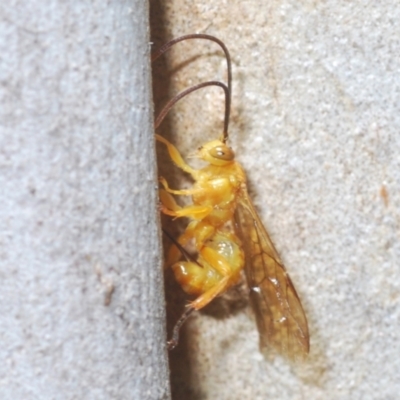 Ichneumonoidea (Superfamily) (A species of parasitic wasp) at Gungahlin, ACT - 28 Feb 2024 by Harrisi