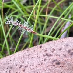 Eleocharis atricha (Tuber Spikerush) at QPRC LGA - 2 Mar 2024 by JaneR