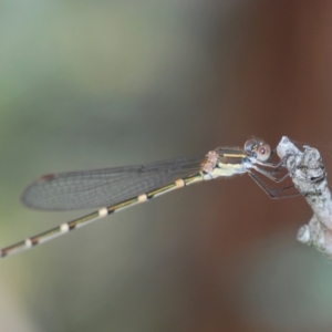 Austrolestes leda at Mulligans Flat - 28 Feb 2024