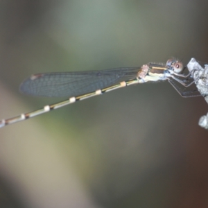 Austrolestes leda at Mulligans Flat - 28 Feb 2024 12:30 PM