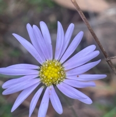 Brachyscome spathulata (Coarse Daisy, Spoon-leaved Daisy) at QPRC LGA - 2 Mar 2024 by JaneR