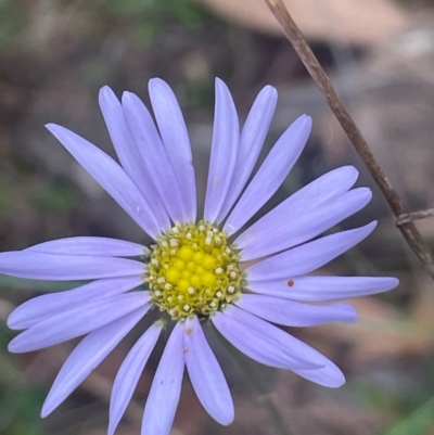 Brachyscome spathulata (Coarse Daisy, Spoon-leaved Daisy) at Ballalaba, NSW - 2 Mar 2024 by JaneR