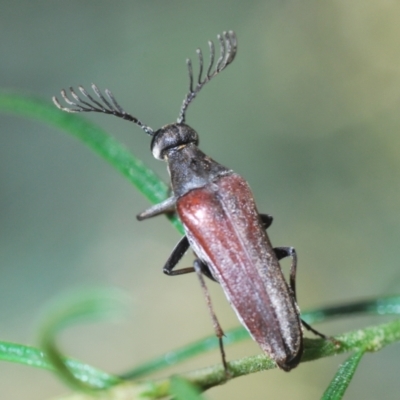 Euctenia sp. (genus) (Wedge-shaped beetle) at Mulligans Flat - 28 Feb 2024 by Harrisi
