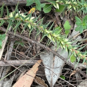 Melichrus urceolatus at QPRC LGA - 2 Mar 2024