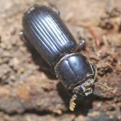 Aulacocyclus edentulus (Passalid beetle) at Mulligans Flat - 28 Feb 2024 by Harrisi