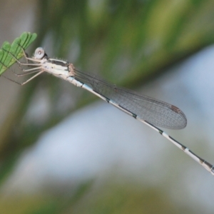 Austrolestes leda at Black Mountain - 28 Feb 2024