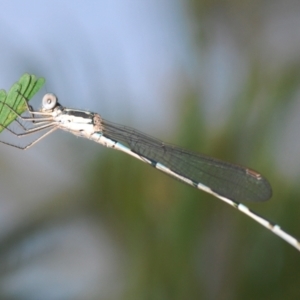 Austrolestes leda at Black Mountain - 28 Feb 2024