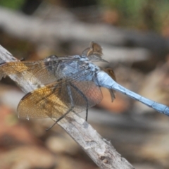 Orthetrum caledonicum (Blue Skimmer) at Black Mountain - 28 Feb 2024 by Harrisi